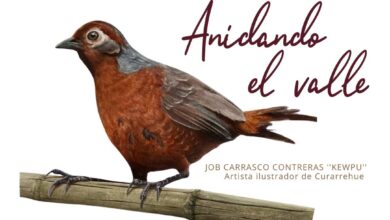 acuarelas del artista curarrehuino Job Kewpu